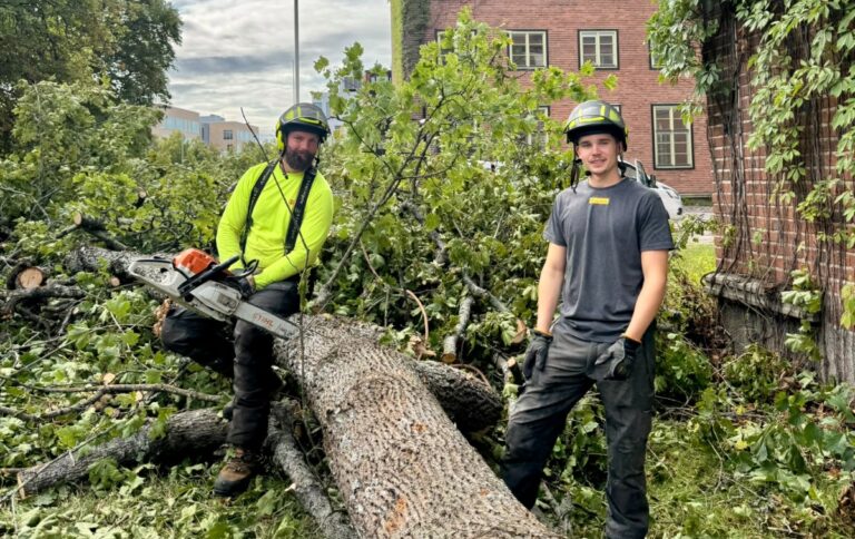 Arboristarbeten