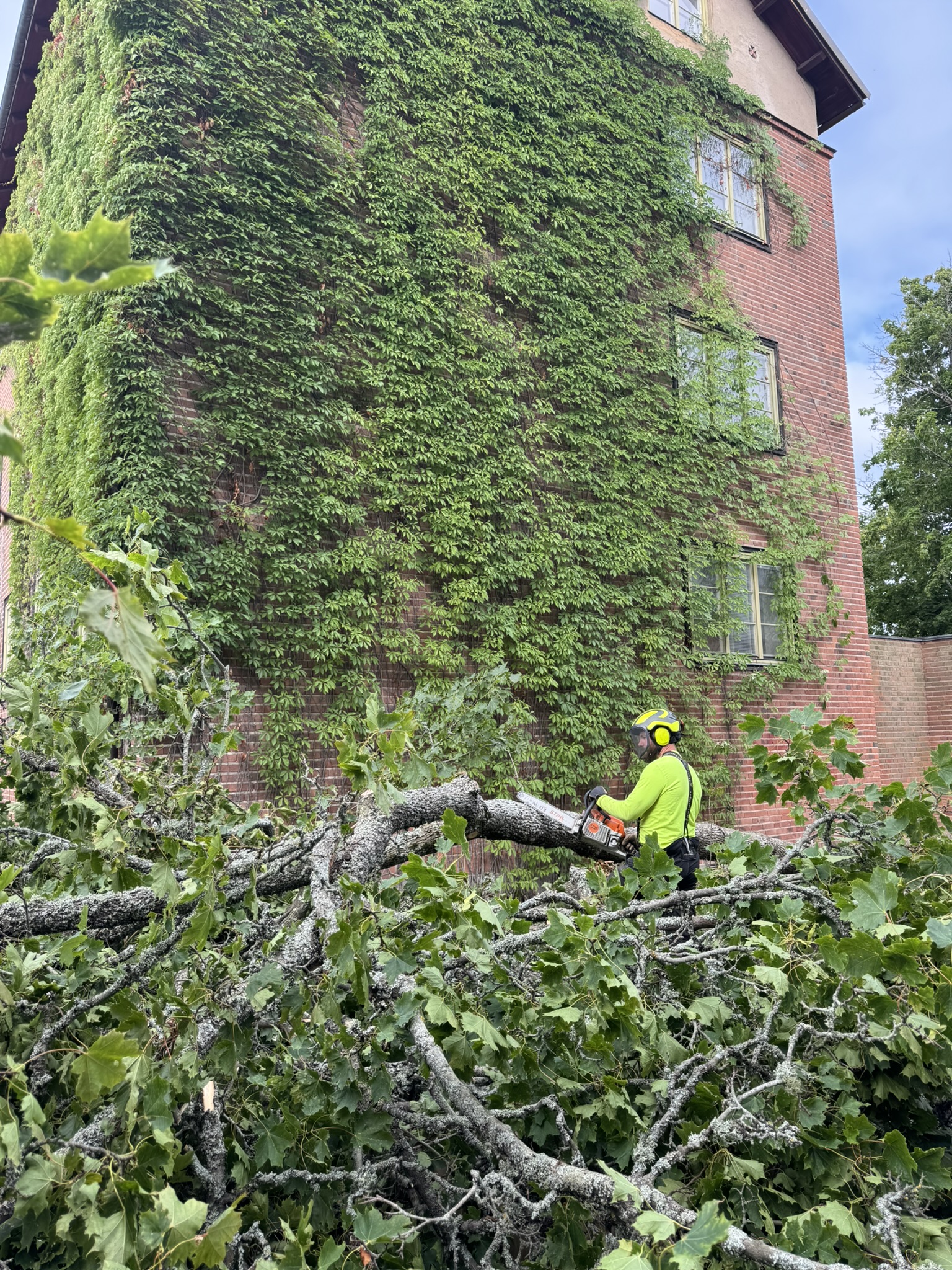 Arboristarbeten