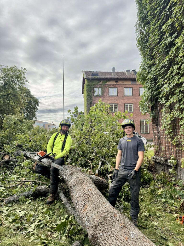 Trädfällning